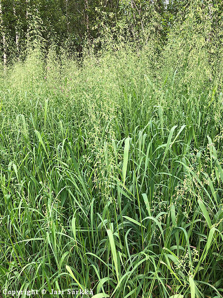 Milium effusum, lehtotesma